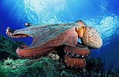 Common Octopus (Octopus vulgaris). La Gomera, Canary Islands