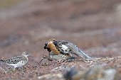 Ruff (Philomachus pugnax) mating in an arena, Varanger, Norway