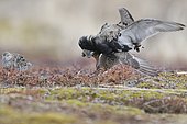 Ruff (Philomachus pugnax) mating in an arena, Varanger, Norway