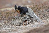 Ruff (Philomachus pugnax) mating in an arena, Varanger, Norway