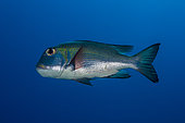 Left side view of a Bigeye Emperor (Monotaxis grandoculis) in the blue, French Polynesia