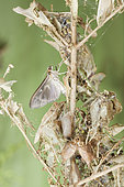 Box tree moth (Cydalima perspectalis). Emergence of a female of dark shape. Burgundy, France 71 on 17/08/2017