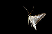 Box tree moth (Cydalima perspectalis). In flight at night. Burgundy, France 71 on 19/08/2017