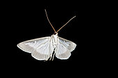 Box tree moth (Cydalima perspectalis). In flight at night. Burgundy, France 71 on 19/08/2017