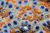 Common starfish (Asterias rubens) detail, Around the Island of Oléron, Atlantic Ocean, France