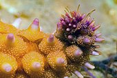 Common starfish (Asterias rubens) detail, Around the Island of Oléron, Atlantic Ocean, France