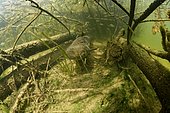 Wels catfish (Silurus glanis) in its habitat, Le Cher river, Loir et Cher, France