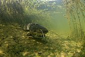 Wels catfish (Silurus glanis) in move, Le Cher river, Loir et Cher, France