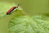 Red-headed Cardinal Beetle (Pyrochroa serraticornis) on a leaf, Lorraine, France