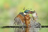 Common Kingfisher (Alcedo atthis) adult male, emerging from dive with a Roach (Rutilus rutilus) prey in beak, Lorraine, France