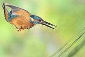 Kingfisher (Alcedo atthis) male flying in the water to catch a fish, Lorraine, France