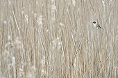 Sedge Warbler (Acrocephalus schoenobaenus) perched in a reed bed. Bay of the Somme. France