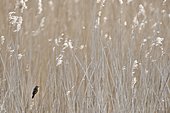 Sedge Warbler (Acrocephalus schoenobaenus) perched in a reed bed and singing. Bay of the Somme. France