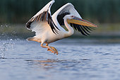 White Pelican (Pelecanus onocrotalus) Flying away on water, Danube Delta, Romania
