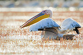 White Pelican (Pelecanus onocrotalus) ruffling feathers, Danube Delta, Romania
