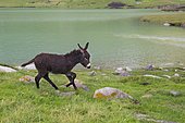 Donkey by the Lake Kol Ukok, Kotchkor, Naryn Province, Kyrgyzstan