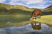 Horse drinking in Lake Kol Ukok, Kotchkor, Naryn Province, Kyrgyzstan