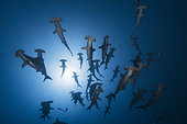 School of Scalloped hammerhead (Sphyrna lewini), Passe Boueni, Mayotte