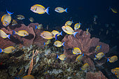 School of Eyestripe surgeonfish (Acanthurus dussumieri) at the edge of the second fall of the Bouéni Pass, Mayotte