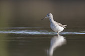 Common Greenshank (Tringa nebularia) in water, Alsace, France