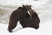 Carpathian brown bear (Ursus arctos arctos) playing in snow, BayerischerWald, Germany