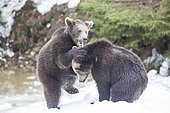 Carpathian brown bear (Ursus arctos arctos) playing in snow, BayerischerWald, Germany