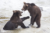 Carpathian brown bear (Ursus arctos arctos) playing in water, BayerischerWald, Germany