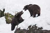 Carpathian brown bear (Ursus arctos arctos) facing in snow, BayerischerWald, Germany