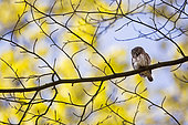 Pygmy Owl (Glaucidium passerinum) on a branch, Alsace, France