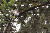 Pygmy Owl (Glaucidium passerinum) on a branch, Alsace, France