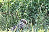 Owl of the marsh (Asio flammeus) female on the ground, hidden in the grass, Pays de Loire, France