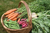 Basket with Carrots, Peas, Radishes, Turnips in a family organic vegetable garden, Brittany, France