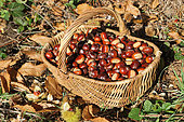 Basket filled with chestnuts, family harvest, Brittany, France