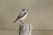 Northern Wheatear (Oenanthe oenanthe) male in nuptial plumage on a fence stake, Brittany, France