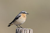 Northern Wheatear (Oenanthe oenanthe) male in nuptial plumage on a stake, Brittany, France