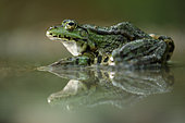 Eurasian Marsh Frog (Rana ridibunda) in water, Bulgaria