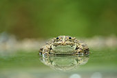 Eurasian Marsh Frog (Rana ridibunda) in water, Bulgaria