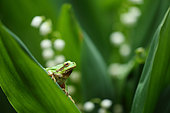 European tree frog (Hyla arborea) on lily leaf, Bulgaria