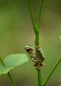 European tree frog (Hyla arborea), Bulgaria