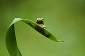 European tree frog (Hyla arborea) on lily leaf, Bulgaria