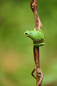 European tree frog (Hyla arborea), Bulgaria