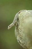 Kotschy's gecko (Cyrtopodion kotschyi), Bulgaria