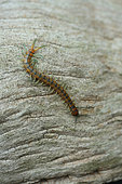 Megarian banded centipede (Scolopendra cingulata) on wood, Bulgaria