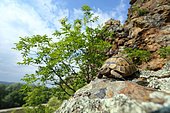 Tortue grecque (Testudo graeca), Bulgarie