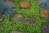 Terracotta path surrounded by Kidney weed (Dichondra repens), Fescue (Festuca glauca) 'Intense blue', Ariege, France