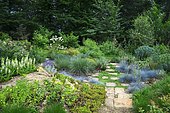 Wild garden with Terracotta path surrounded by Kidney weed (Dichondra repens), Fescue (Festuca glauca) 'Intense blue', Pineapple Lily (Eucomis autumnalis), Ariege, France