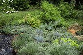 Wild garden with Blue Fescue (Festuca glauca) 'Intense blue', Little Bluestem (Schizachyrium scoparium) 'Blue Haven', Euphorbia (Euphorbia characias), Mint shrub (Elsholtzia stauntonii), slate alley, Ariège, France