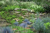 Rock border with Jenny's stonecrop (Sedum reflexum) 'Angelina' , Aizoon stonecrop (Phedimus aizoon), Fortune meadowsweet (Spiraea japonica) 'Shirobana', Fescue (Festuca glauca) 'Intense blue', terracotta path borded with Kidney weed (Dichondra repens), Euphorbia (Euphorbia characias), Feather grass (Stipa tenuissima), Ariege, France