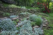 Rock garden Woolly hedgenettle (Stachys byzantina)) 'Silver carpet' in front of Rhododendron (Rhododendron sp) flowers, Ariege, France