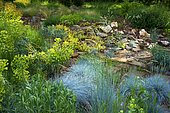 Fescue (Festuca glauca) 'Intense blue', Euphorbia (Euphorbia characias) at the bottom a rock garden with Houseleeks (Sempervirens sp), Ariege, France
